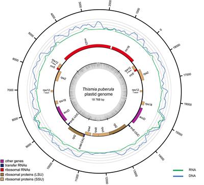 Frontiers | Comparative Analysis of Plastid Genomes in the Non